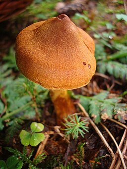 Spitzgebuckelter Raukopf, Cortinarius rubellus