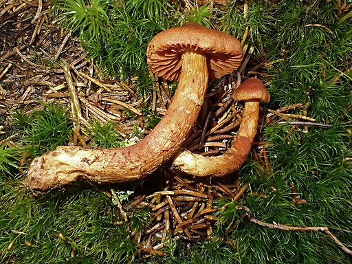Spitzgebuckelter Raukopf, Cortinarius rubellus