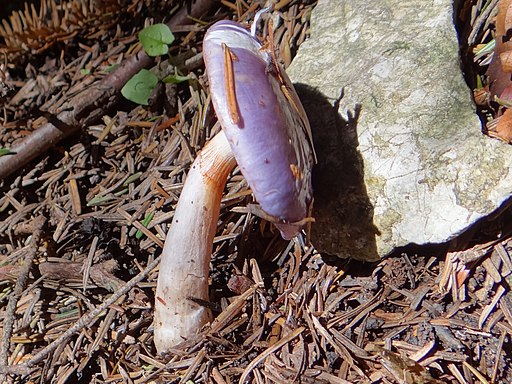 Blauer Schleimfuß, Cortinarius salor