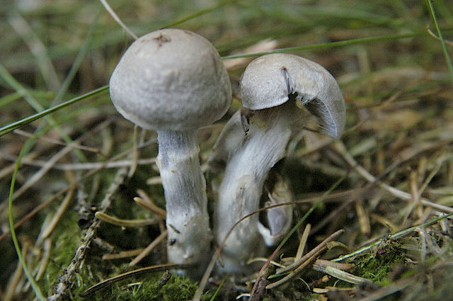 Blauer Schleimfuß, Cortinarius salor
