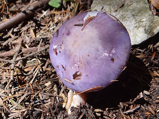 Blauer Schleimfuß, Cortinarius salor