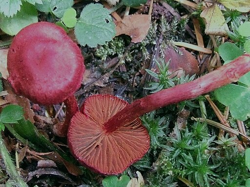Blutroter Hautkopf, Cortinarius sanguineus