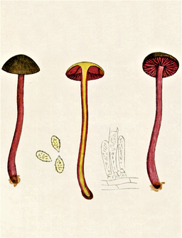 Blutroter Hautkopf, Cortinarius sanguineus