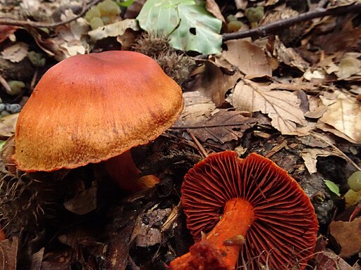 Blutroter Hautkopf, Cortinarius sanguineus