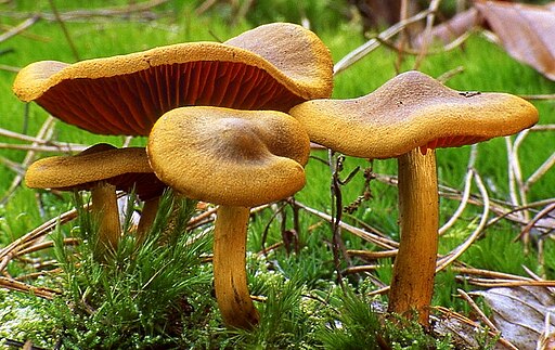 Blutblättriger Hautkopf, Cortinarius semisanguineus