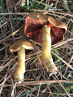 Blutblättriger Hautkopf, Cortinarius semisanguineus