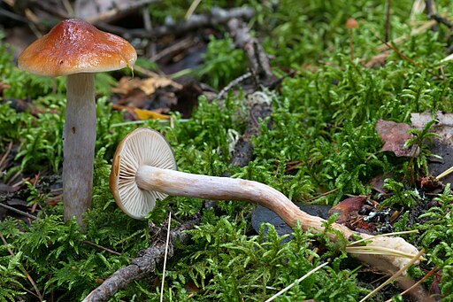 Runzeliggeriefter Schleimfuß