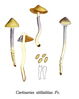 Runzeliggeriefter Schleimfuß, Cortinarius stillatitius