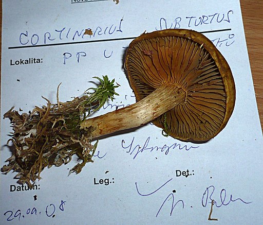 Olivgelber Weihrauch-Schleimkopf