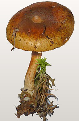 Olivgelber Weihrauch-Schleimkopf, Cortinarius subtortus