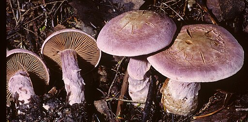Lila Dickfuß, Cortinarius traganus