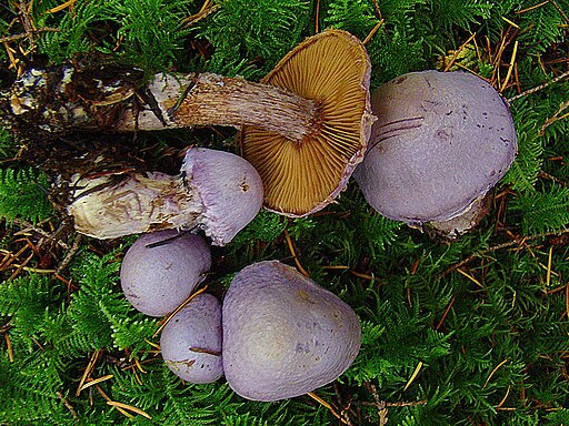 Lila Dickfuß, Cortinarius traganus