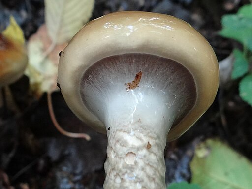 Natternstieliger Schleimfuß, Cortinarius trivialis