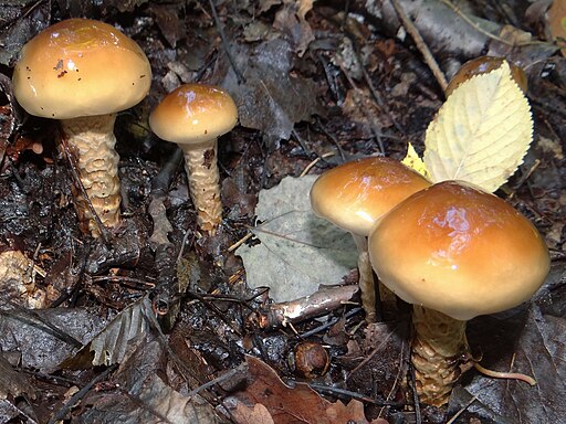 Natternstieliger Schleimfuß, Cortinarius trivialis
