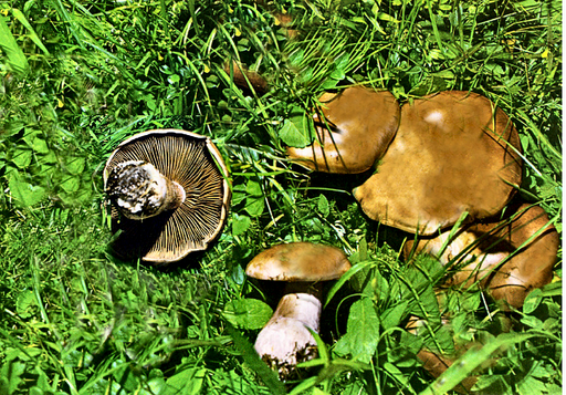 Erdigriechender Schleimkopf