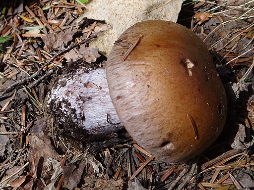Erdigriechender Schleimkopf, Cortinarius variicolor
