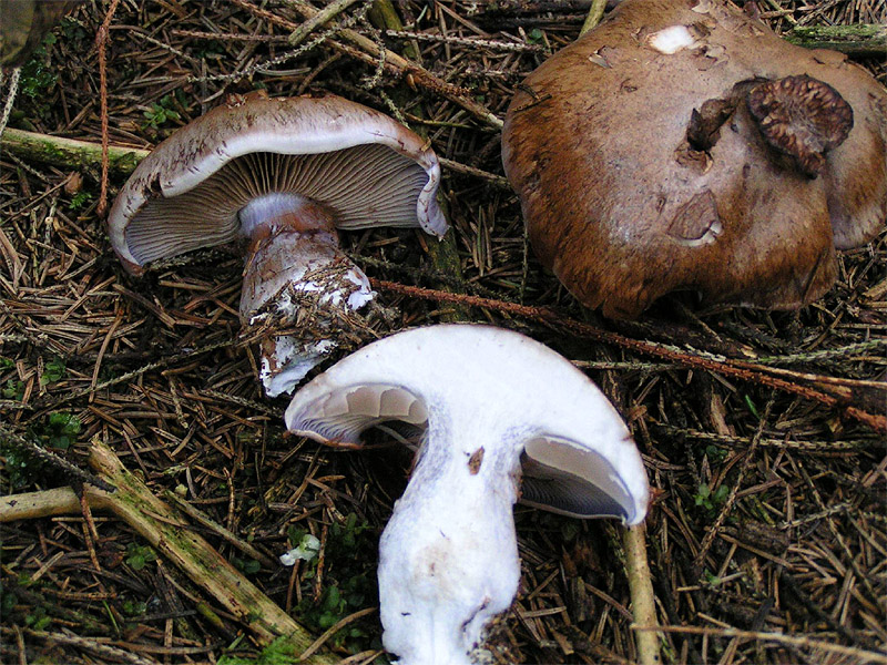 Erdigriechender Schleimkopf, Cortinarius variicolor