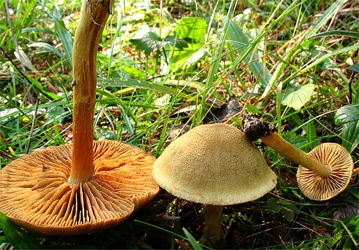 Grünfaseriger Raukopf, Cortinarius venetus