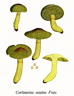 Grünfaseriger Raukopf, Cortinarius venetus