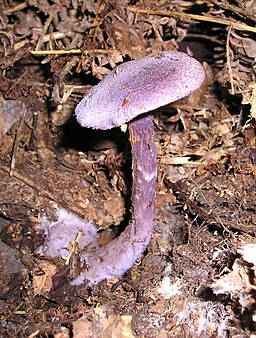 Dunkelvioletter Schleierling, Cortinarius violaceus