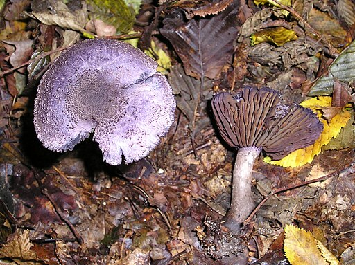 Dunkelvioletter Schleierling, Cortinarius violaceus