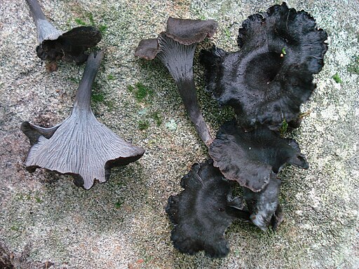Graue Kraterelle, Craterellus cinereus