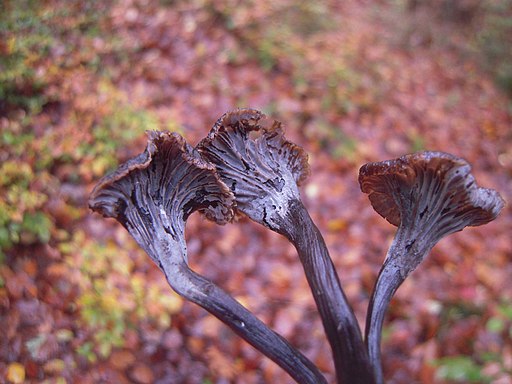 Graue Kraterelle, Craterellus cinereus