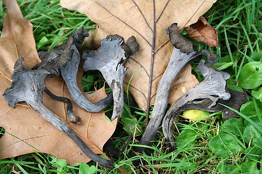 Totentrompete, Craterellus cornucopioides