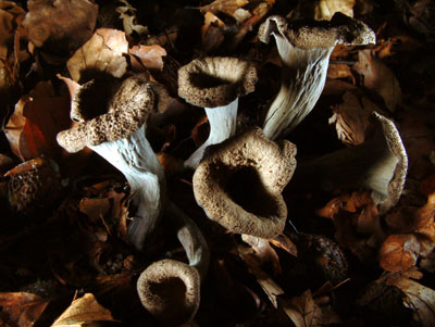 Totentrompete, Craterellus cornucopioides