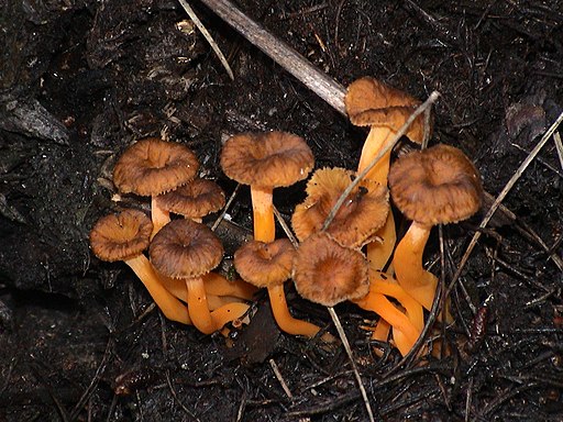 Starkriechender Trompetenpfifferling