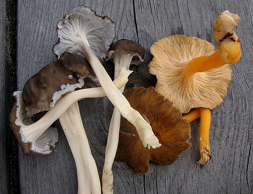 Starkriechender Trompetenpfifferling, Craterellus lutescens