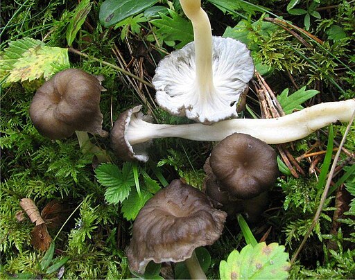 Starkriechender Trompetenpfifferling, Craterellus lutescens