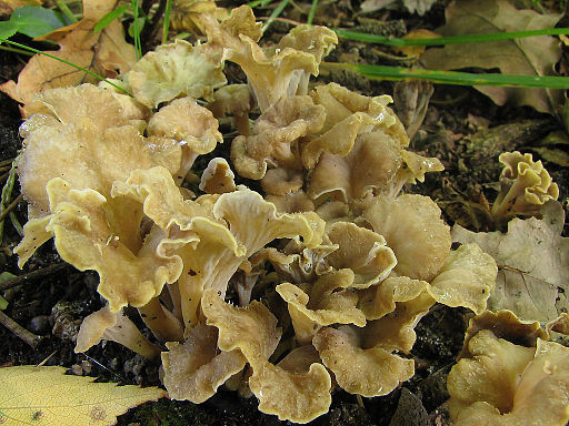 Schwärzende Kraterelle