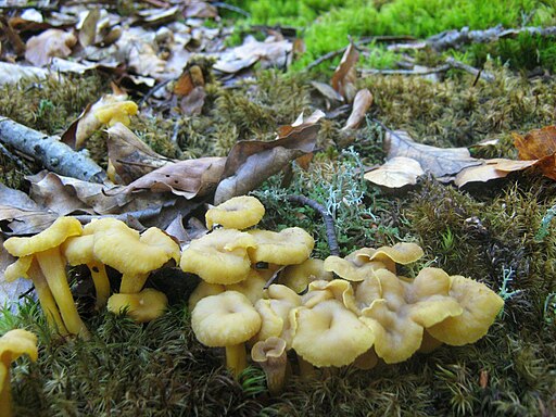 Schwärzende Kraterelle, Craterellus melanoxeros