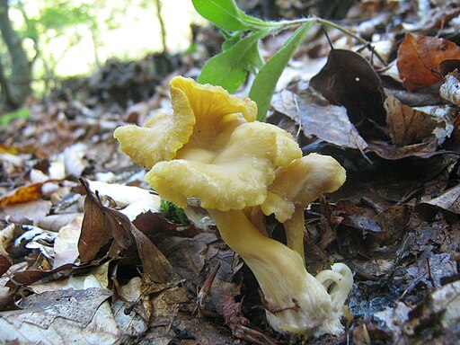 Schwärzende Kraterelle, Craterellus melanoxeros