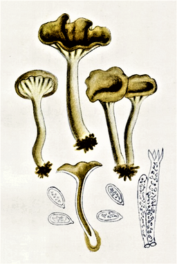 Krause Kraterelle, Craterellus sinuosus