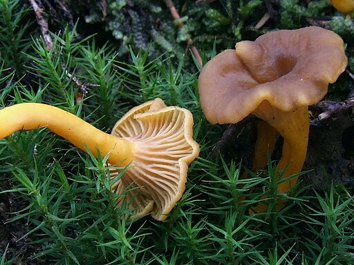 Trompetenpfifferling, Craterellus tubaeformis
