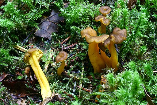 Trompetenpfifferling, Craterellus tubaeformis