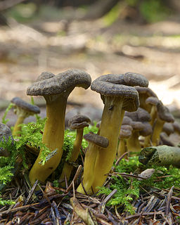 Trompetenpfifferling, Craterellus tubaeformis
