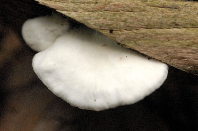 Gallertfleischiges Stummelfüßchen