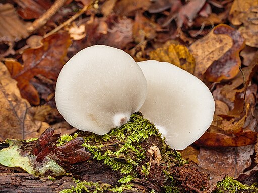 Gallertfleischiges Stummelfüßchen, Crepidotus mollis