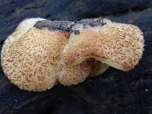 Gallertfleischiges Stummelfüßchen, Crepidotus mollis