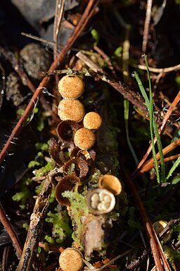 Gemeiner Tiegelteuerling, Crucibulum laeve