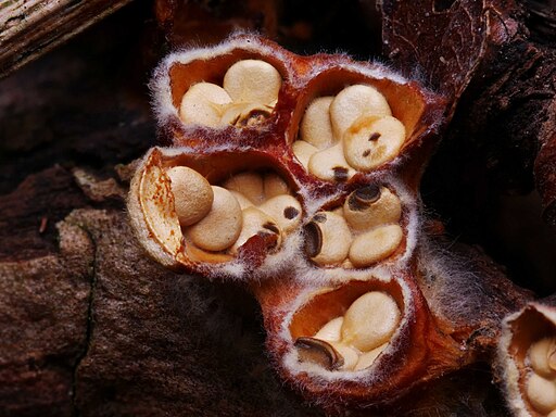 Gemeiner Tiegelteuerling, Crucibulum laeve