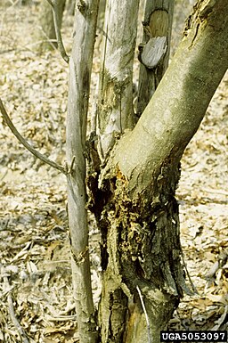 Kastanienrindenkrebs, Cryphonectria parasitica