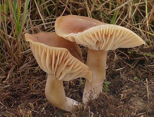 Dattelbrauner Ellerling, Cuphophyllus colemannianus
