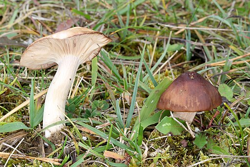 Dattelbrauner Ellerling, Cuphophyllus colemannianus