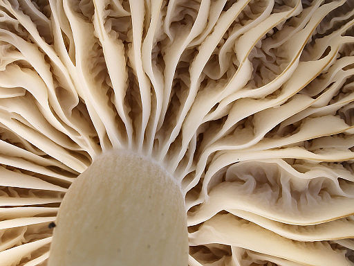 Dattelbrauner Ellerling, Cuphophyllus colemannianus