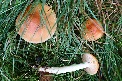Orangefarbener Wiesen-Ellerling, Cuphophyllus pratensis