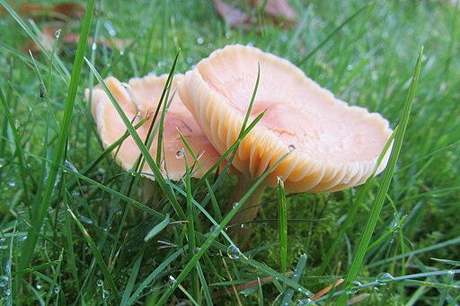 Orangefarbener Wiesen-Ellerling, Cuphophyllus pratensis